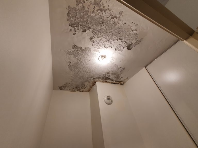 peinture écaillée et moisie lyon sud